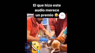 Este gato merece un Oscar