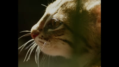 El felino más pequeño