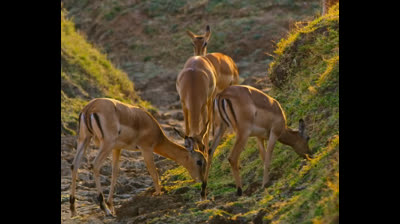El impala huye de milagro