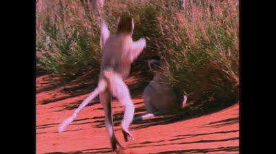 World Animals 2004 DVD