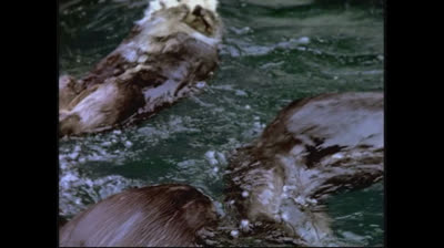 Neighborhood Animals 2004 DVD